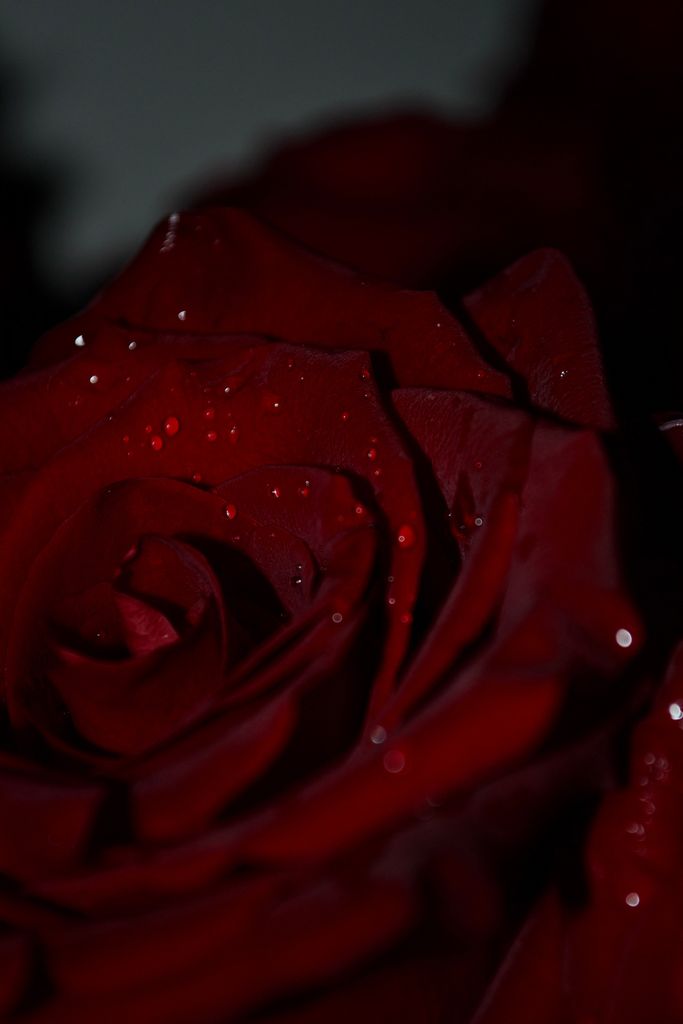 Nikon D3100 kit (18-55mm VR) (VBA281K001) Код:null. Зображення 4