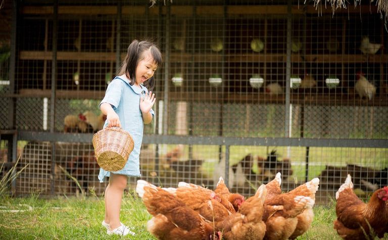 Акція! Автоматичні двері для курки на сонячній енергії, металеві рулонні завіси для курки з таймером для курки, качки, птиці, ві Код:null. Изображение 9