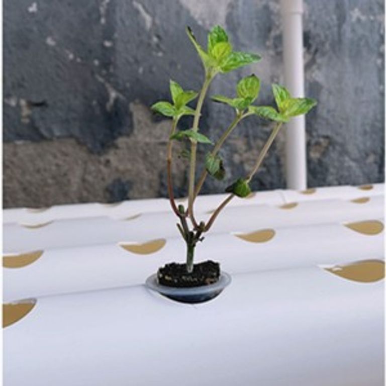 Набір для гідропонного вирощування OUKANING HG-WMTZXL-5295-EU-E, білий, Boden. Новий. Код:null. Изображение 4