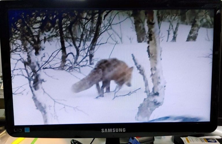 Дешево Samsung s19a100n з ломбарду