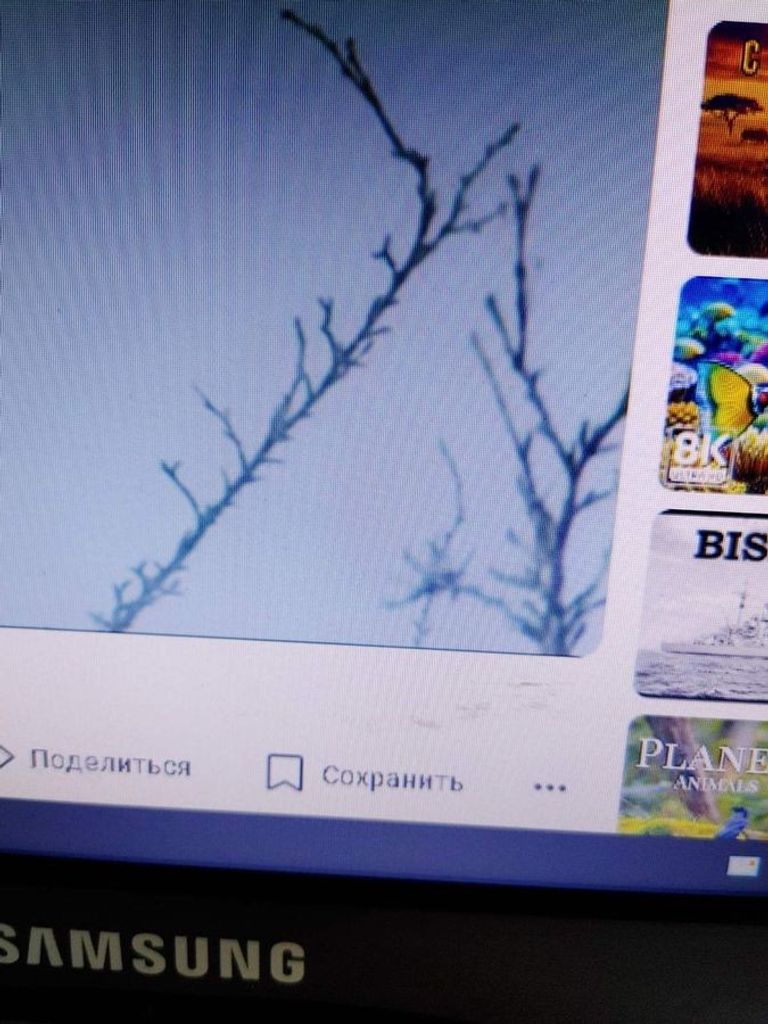 Розпродаж Samsung s19a100n, продавець Техноскарб