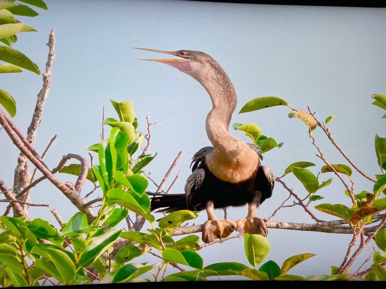 Dell UltraSharp U4021QW (210-AYJF) Код:null. Зображення 4