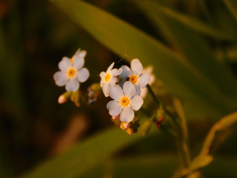 Nikon Coolpix B500 Black Код:null. Зображення 6