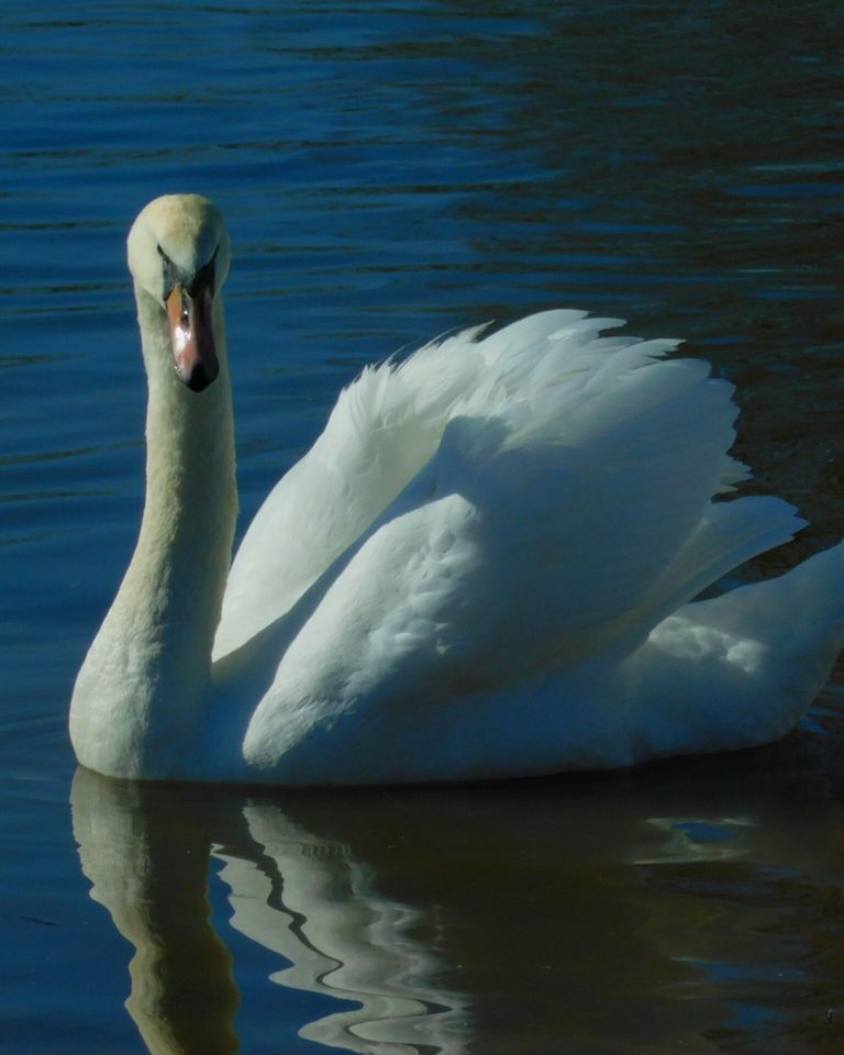 Дешево Nikon Coolpix B500 Black з ломбарду