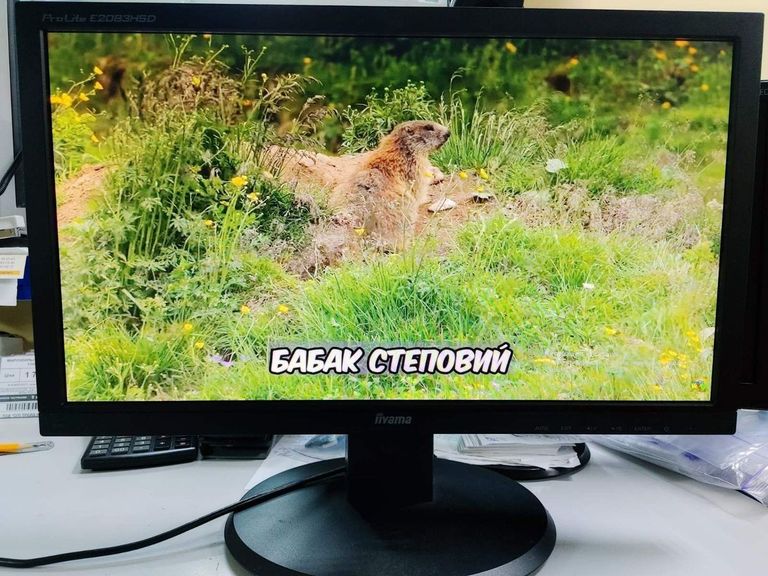 Купить iiyama ProLite E2083HSD Б/У