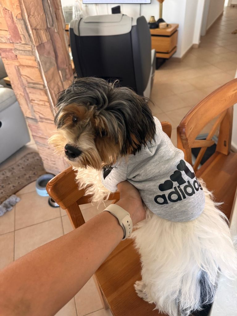 Купить Adidog Б/У