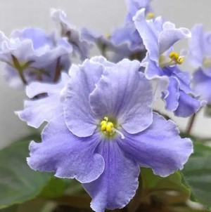 Алёна Alyona