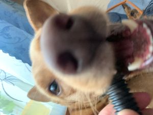 Роман Мартинів