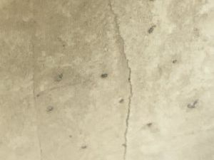 01-200778169: Stihl br 350