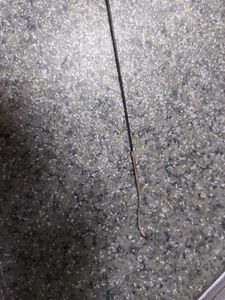 Б/в Вудилище Challenger hf 540 01-200798207