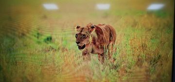 Б/в Телевізор Kivi 32'' hd optima l5 hdr 01-200780759