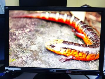 Б/в Монітор Asus vw193d-b black 01-200815876