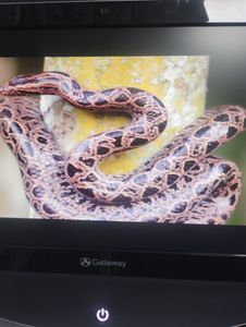 Б/в Комп'ютер-моноблок Gateway zx4250 20"/ amd e300 1,3ghz/ ram2048mb/ hdd500gb/ dvdrw 26-859-04942