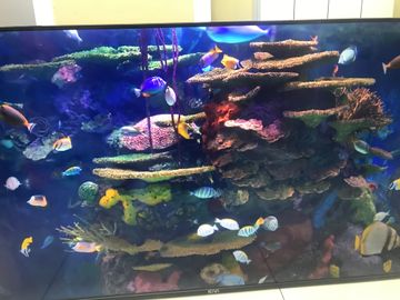 Б/в Телевізор Kivi 50u750nb 01-200890144