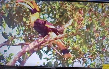 Б/в Телевізор Xiaomi l32m7-eaeu 01-200856350